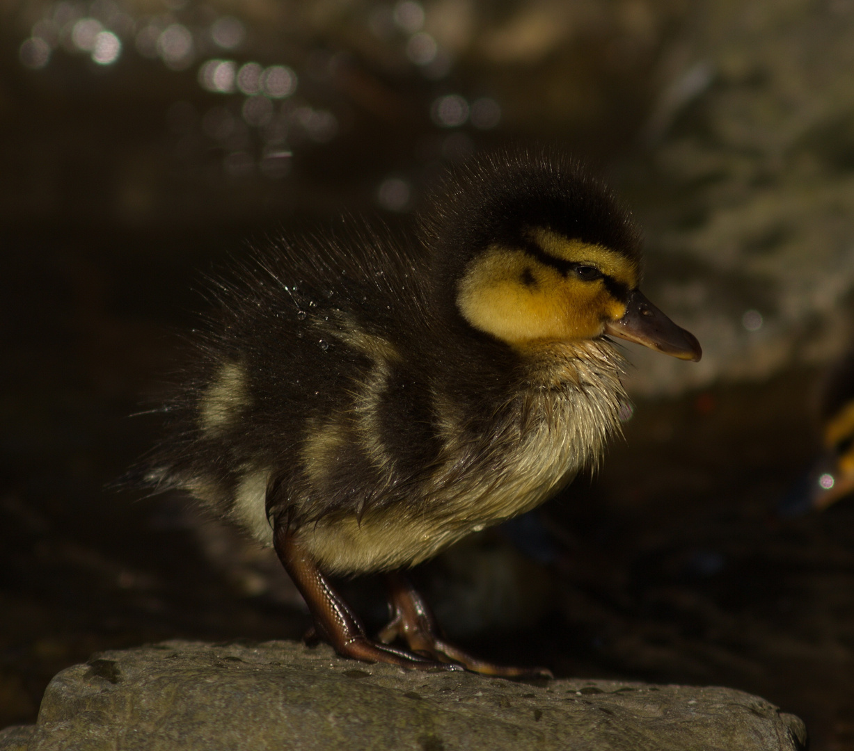 Mini Ente