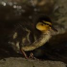 Mini Ente