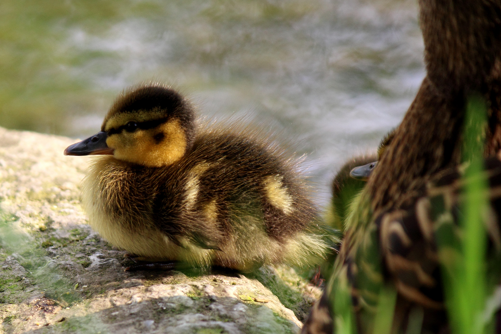 Mini Ente Foto & Bild | tiere, natur, enten Bilder auf fotocommunity