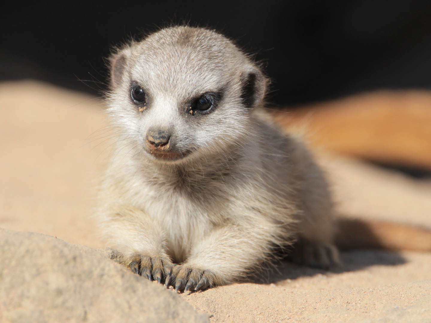 Mini-Erdmännchen