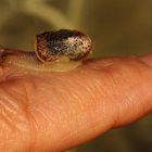 Mini Escargot