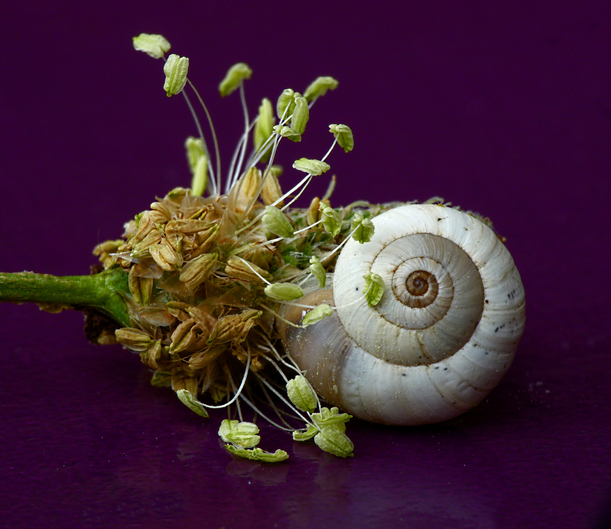 Mini escargot sur fleur de plantain