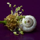 Mini escargot sur fleur de plantain