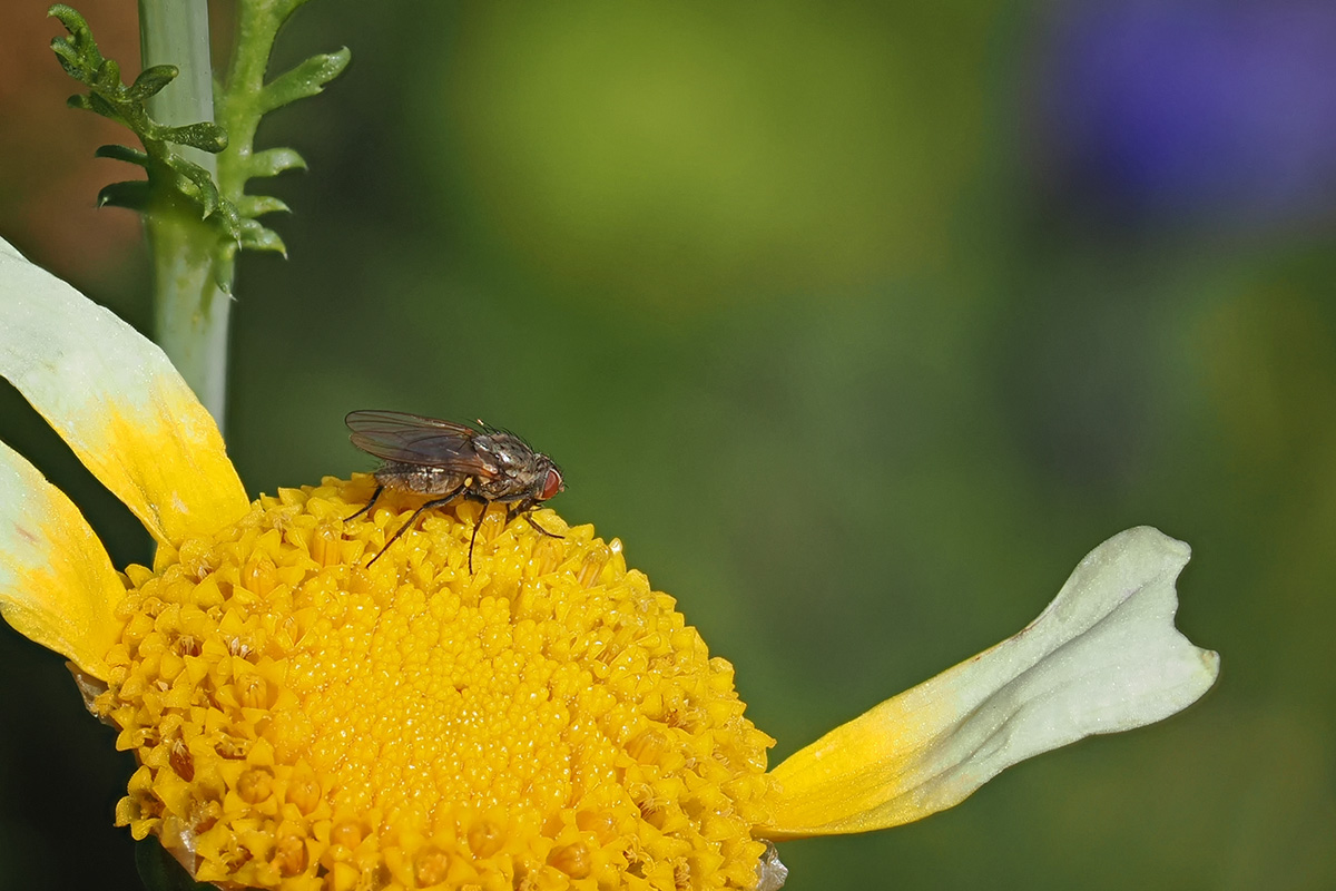 MiniFliege Foto & Bild natur, fliegen, insekten Bilder auf