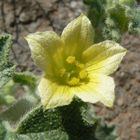 Mini flower with lovely texture