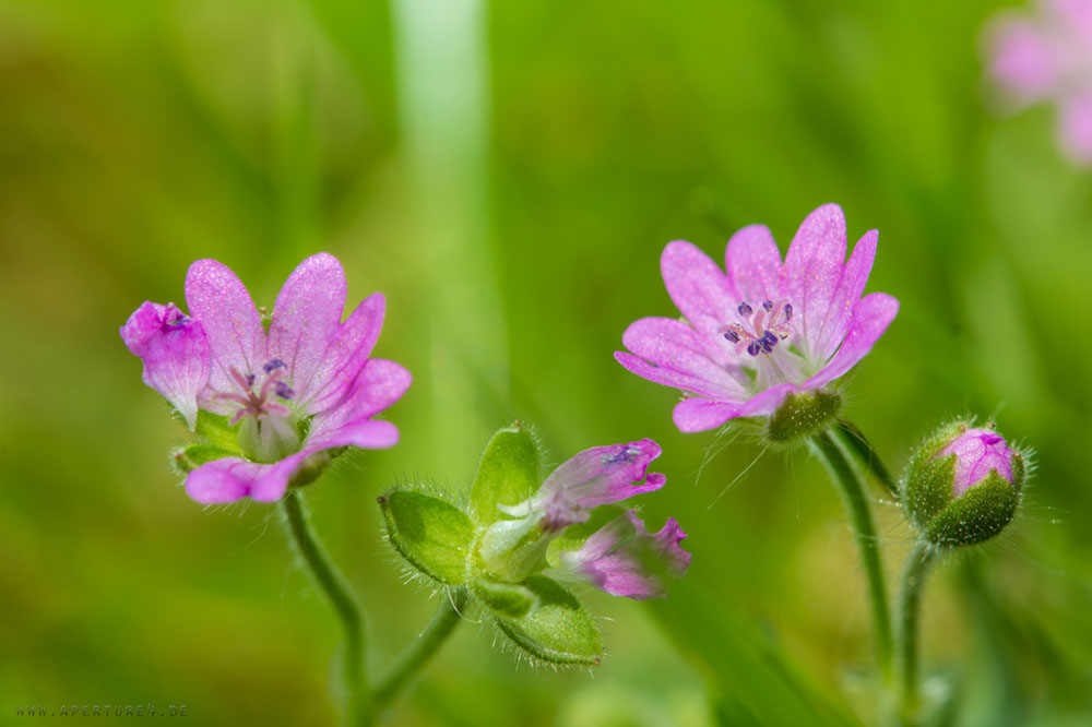 mini flowers