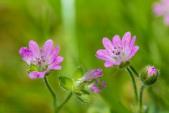 mini flowers