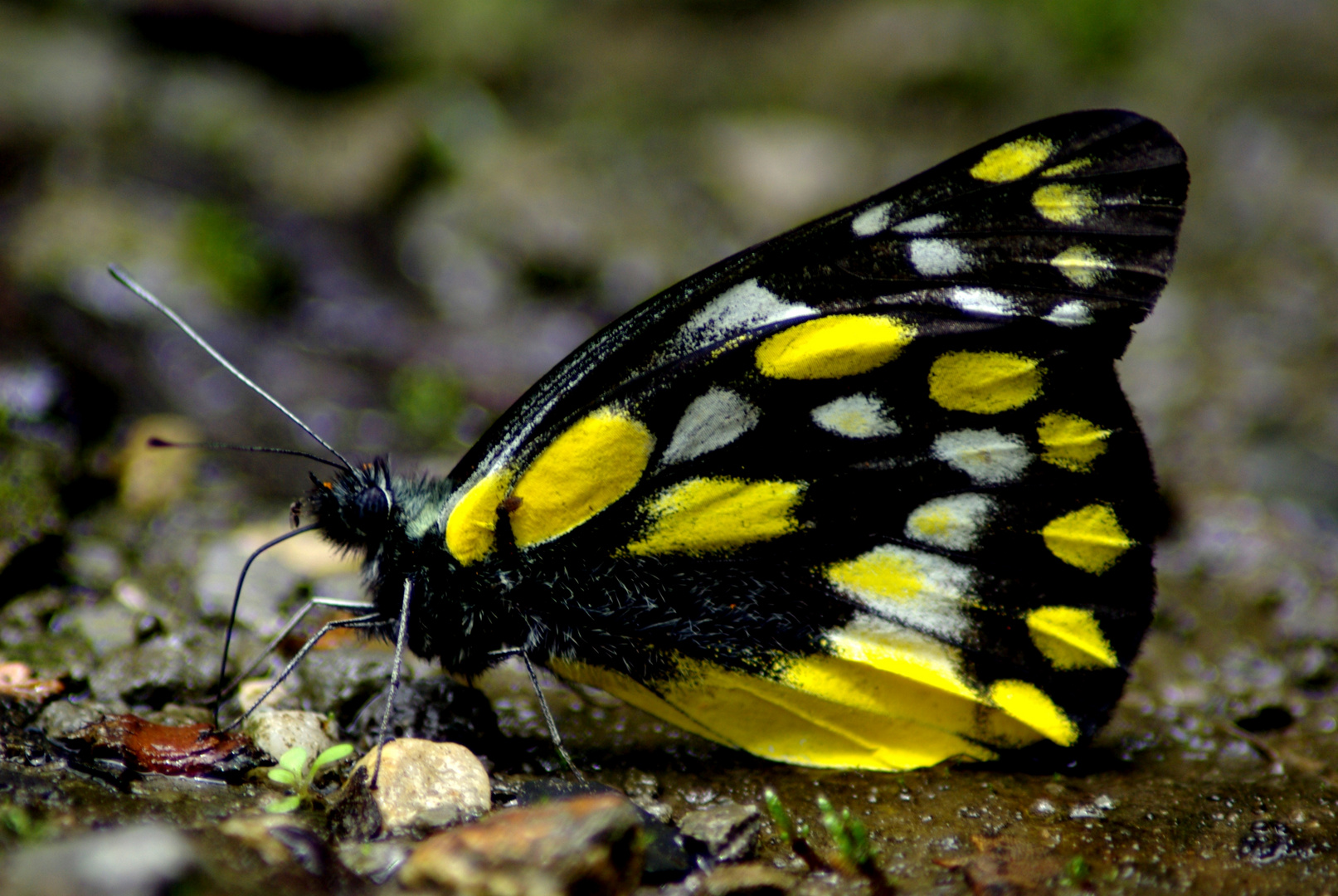 Mini fly sitting on butterfly's nose!