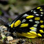 Mini fly sitting on butterfly's nose!