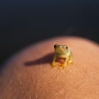 Mini Frog