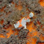 Mini Frogfish