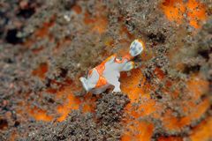 Mini Frogfish