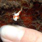 Mini Frogfish - Teil 2