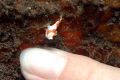 Mini Frogfish - Teil 2