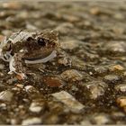 Mini-Frogger