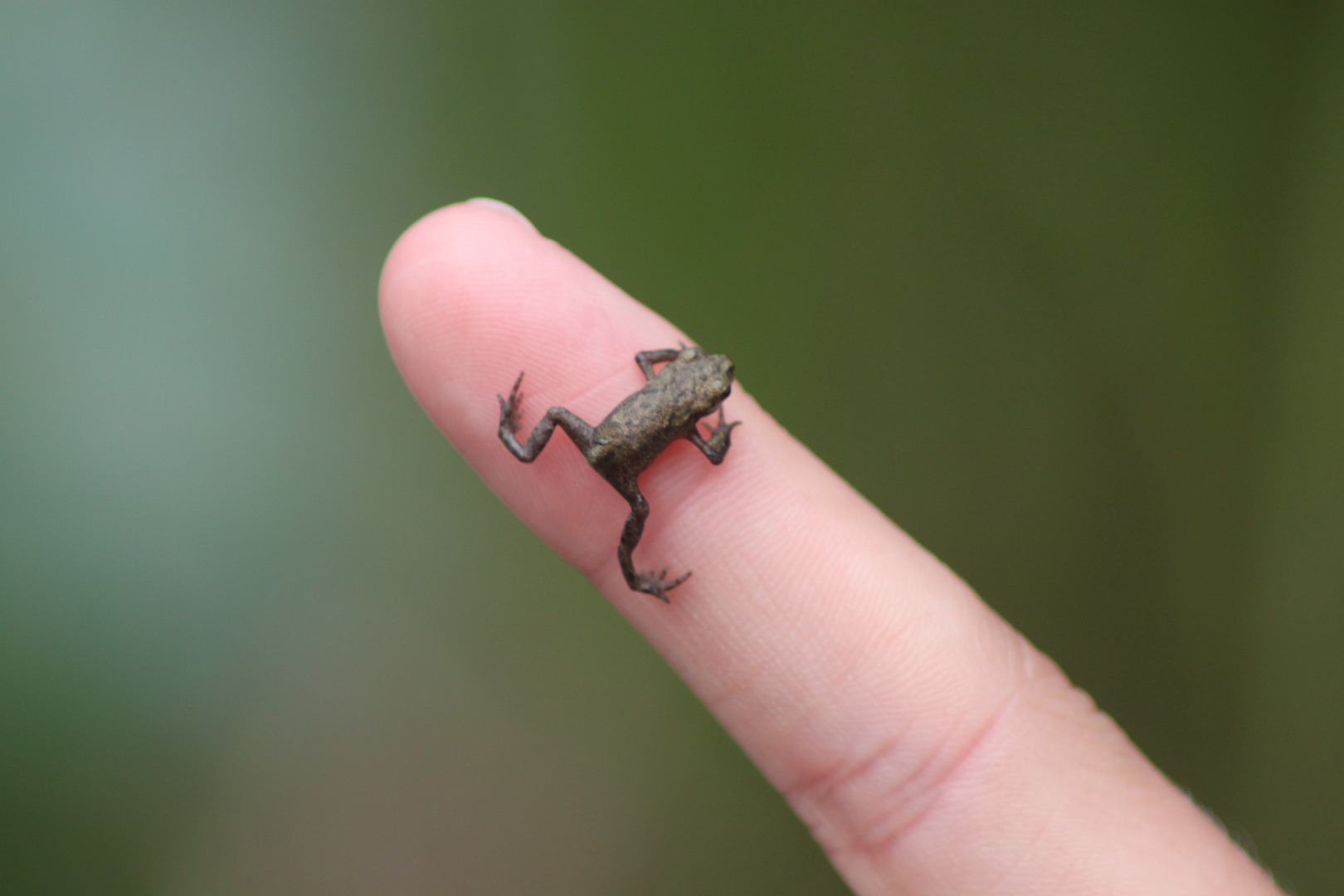 Mini Frosch