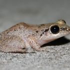 Mini - Frosch