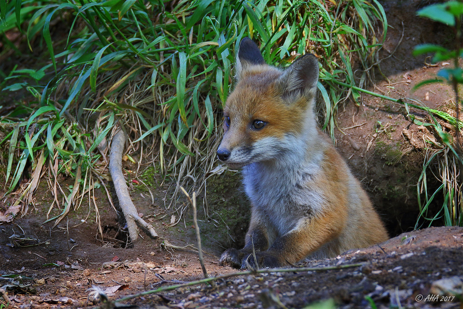 Mini-Fuchs