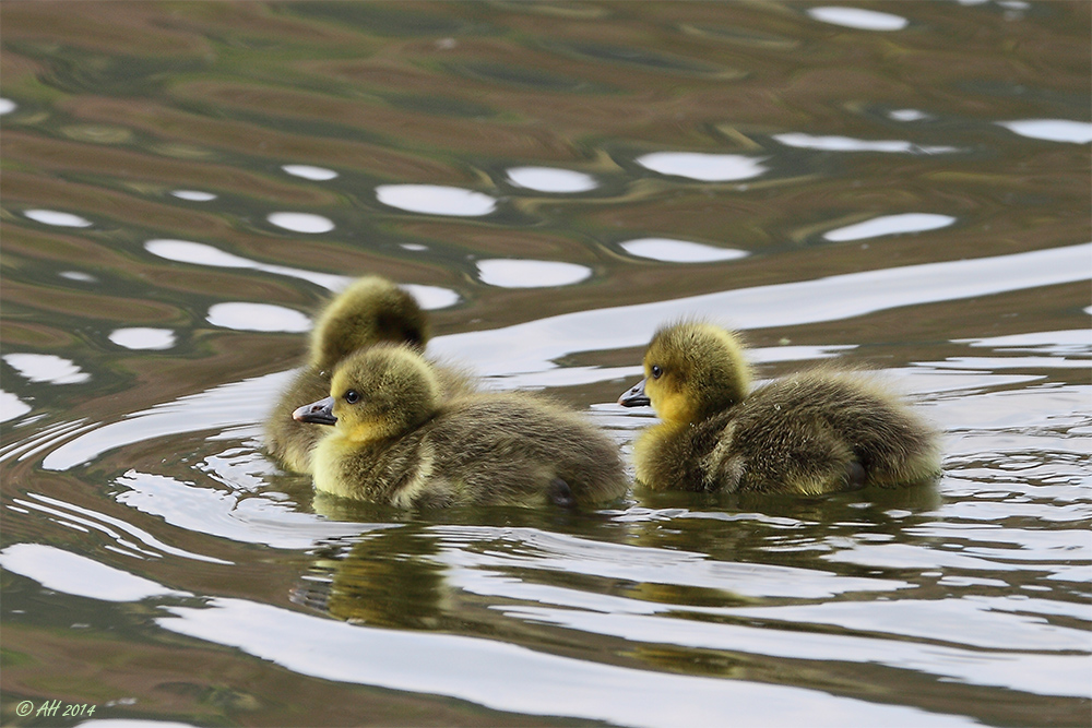 Mini - Gänse