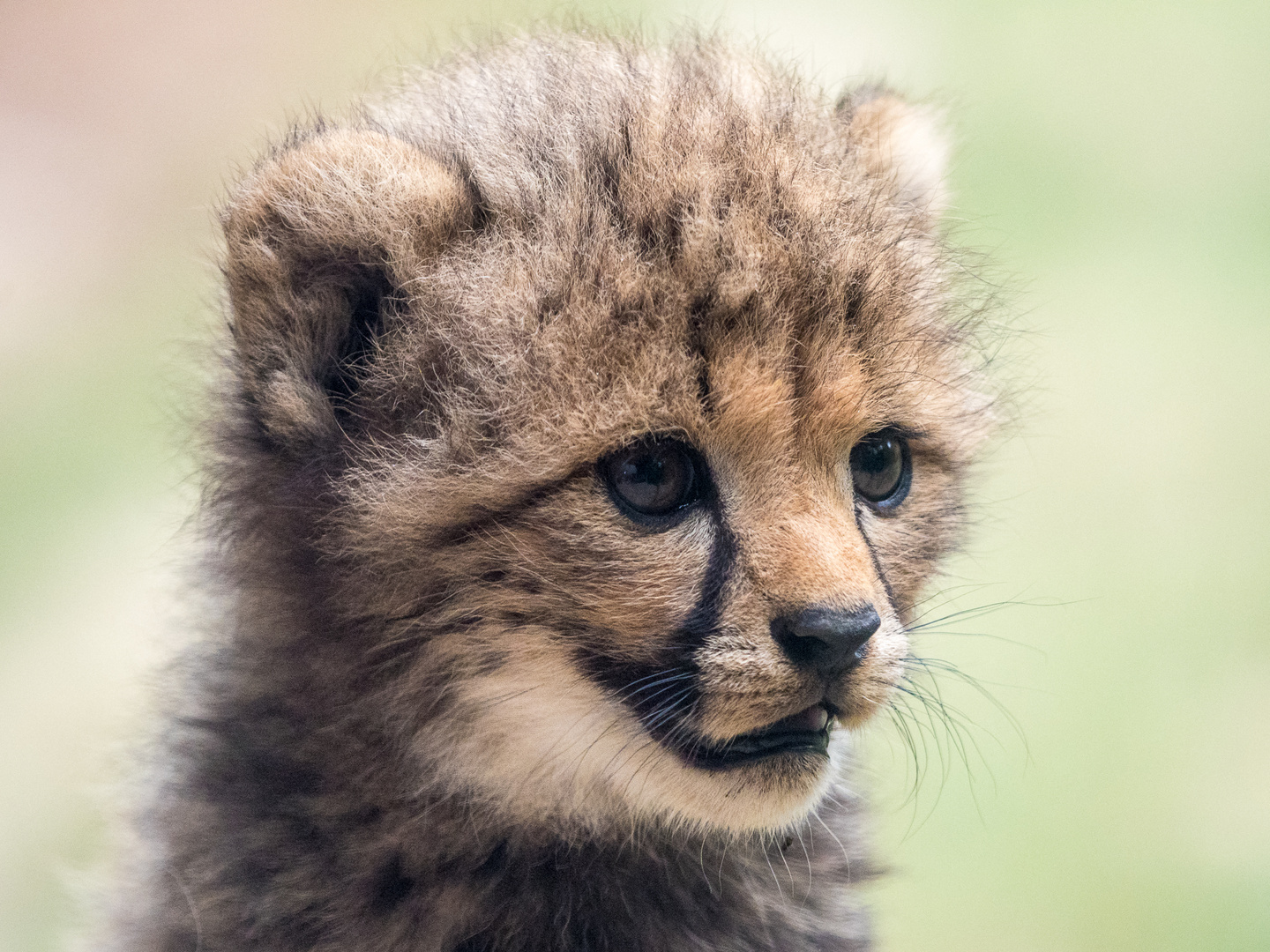 Mini-Gepard