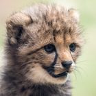 Mini-Gepard