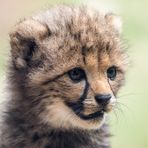 Mini-Gepard