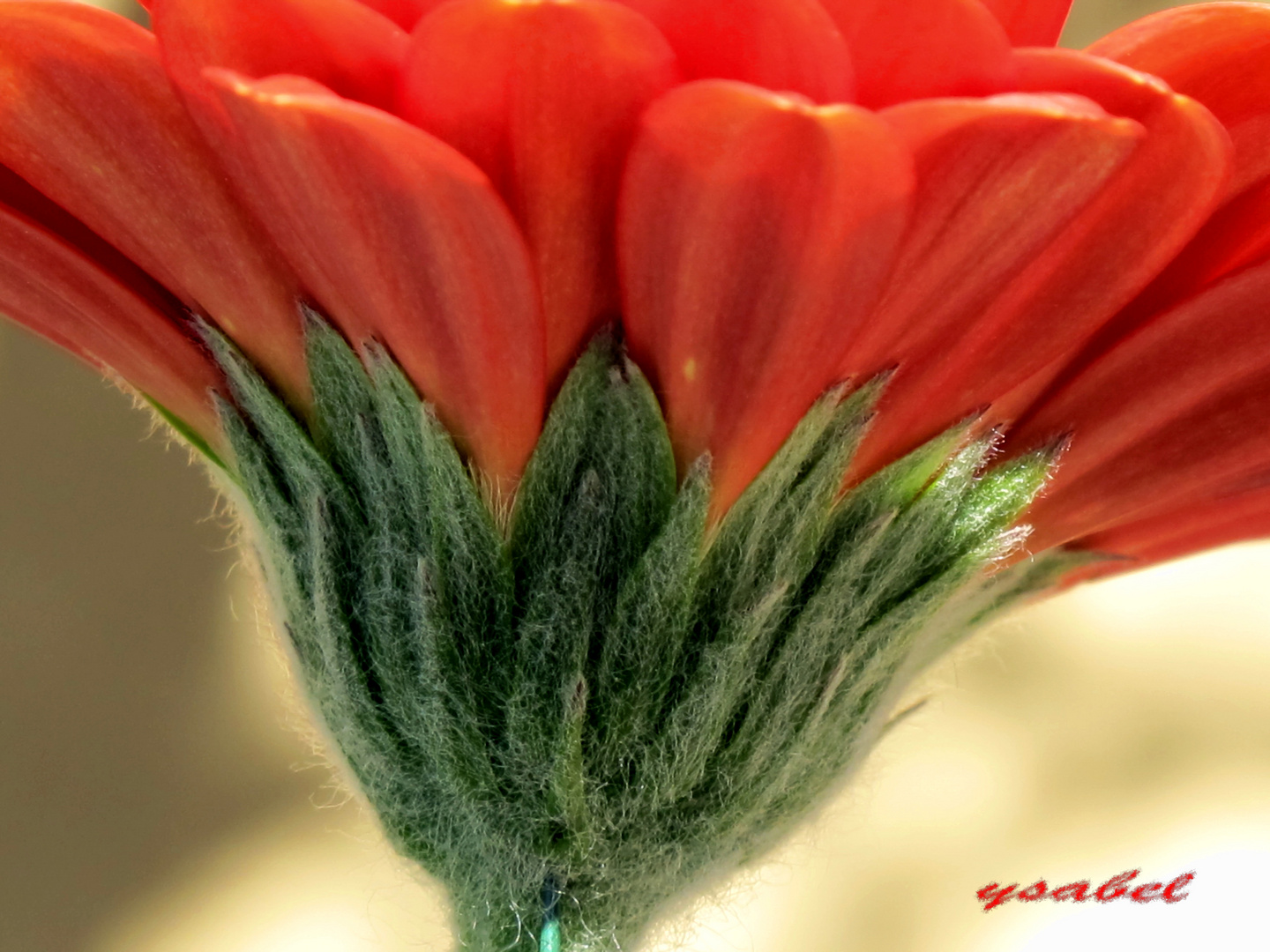 mini gerbera velu!