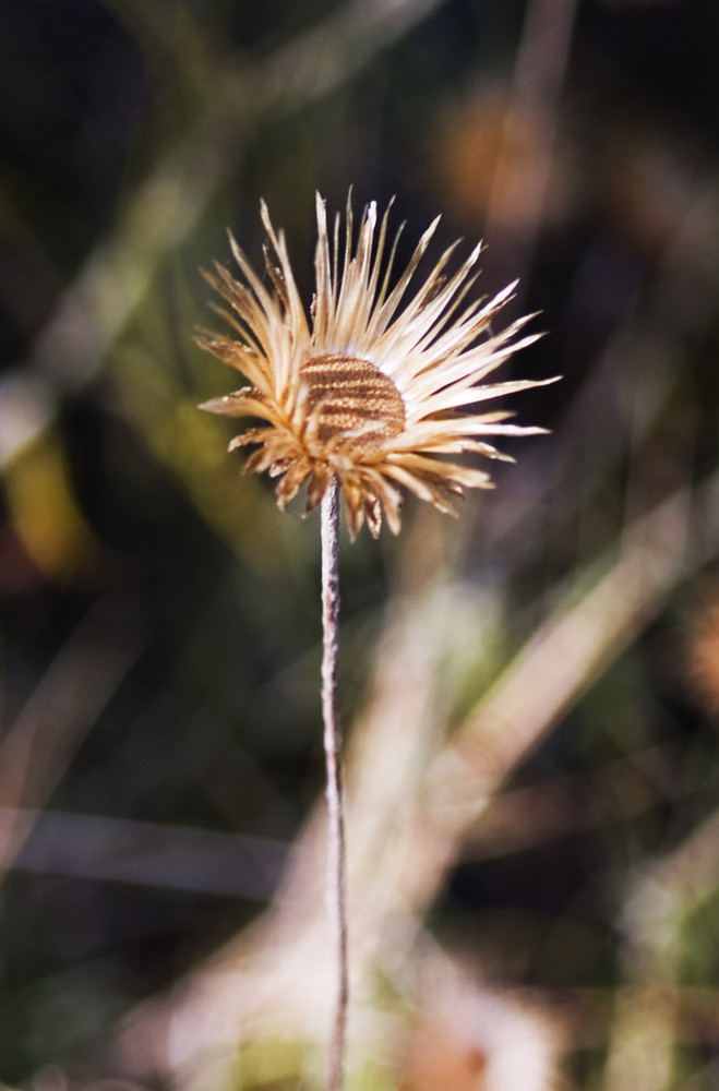 Mini Girasol. Para Federico Guitiérrez Cifuen (tes).