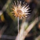 Mini Girasol. Para Federico Guitiérrez Cifuen (tes).