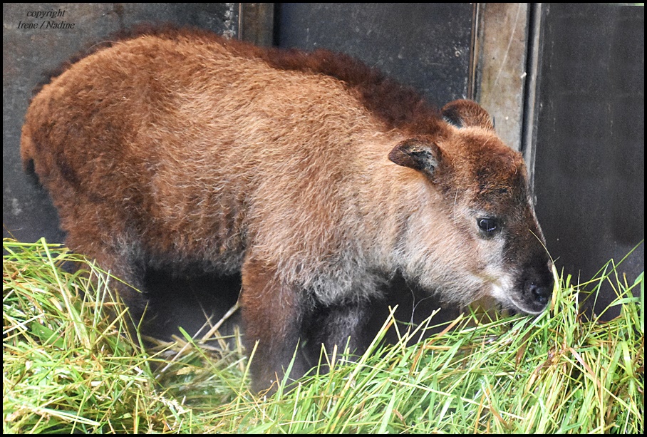 Mini Goldtakin :-)