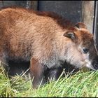 Mini Goldtakin :-)