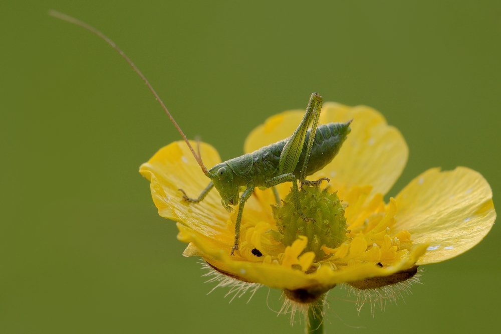 Mini-Grashüpfer in der Blüte