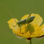 Mini-Grashüpfer in der Blüte