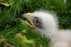 Mini-Greifvogel