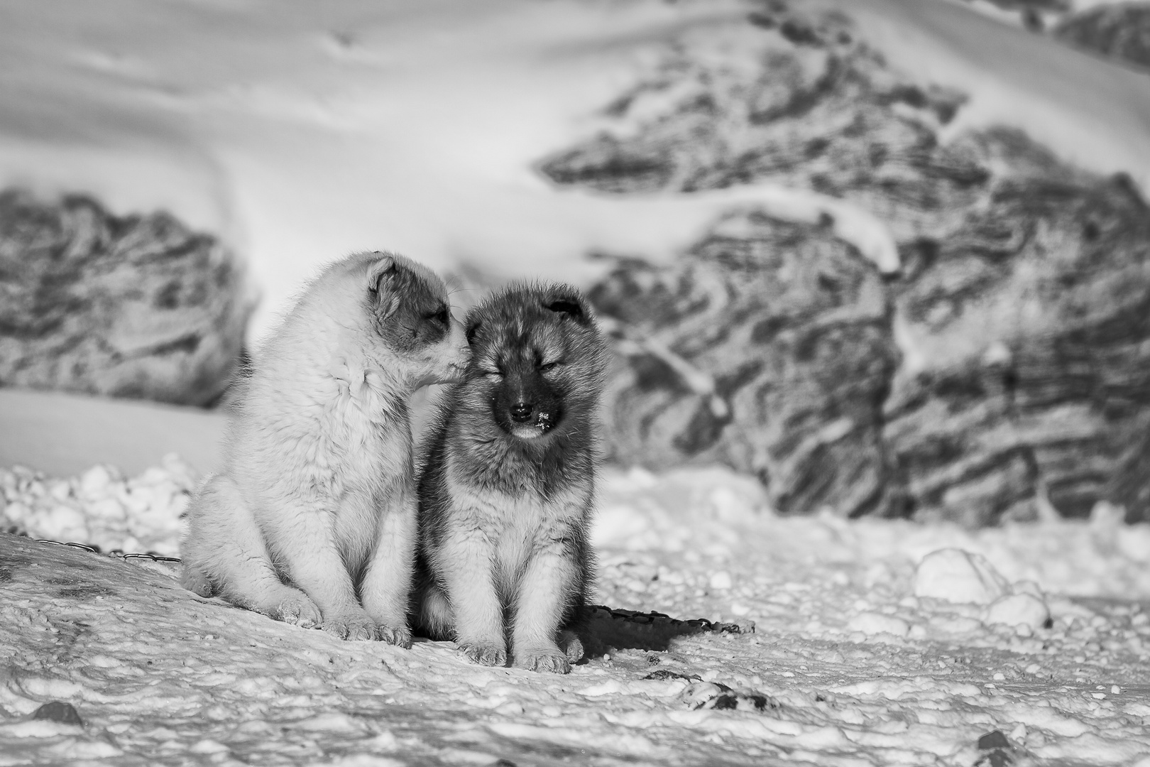 Mini Grönlandhunde