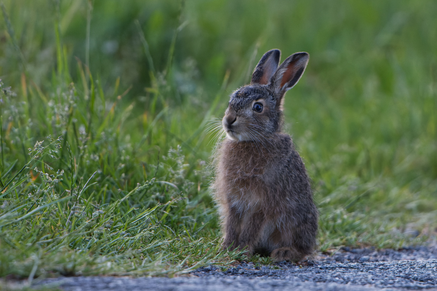 Mini-Hase