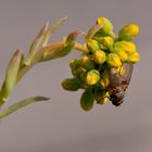 Mini-Hauswurz mit Besucher