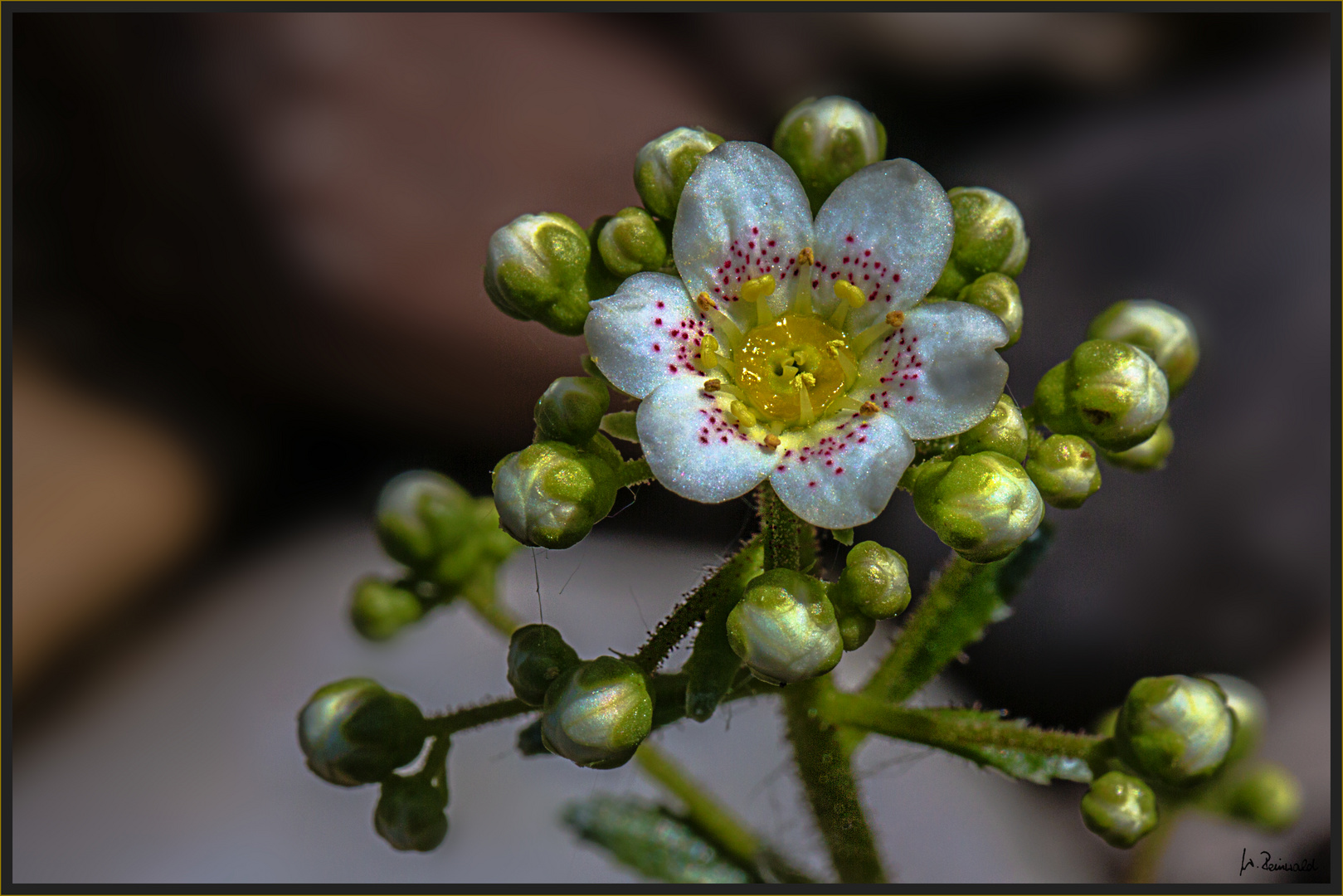 Mini-Hauswurzblüte