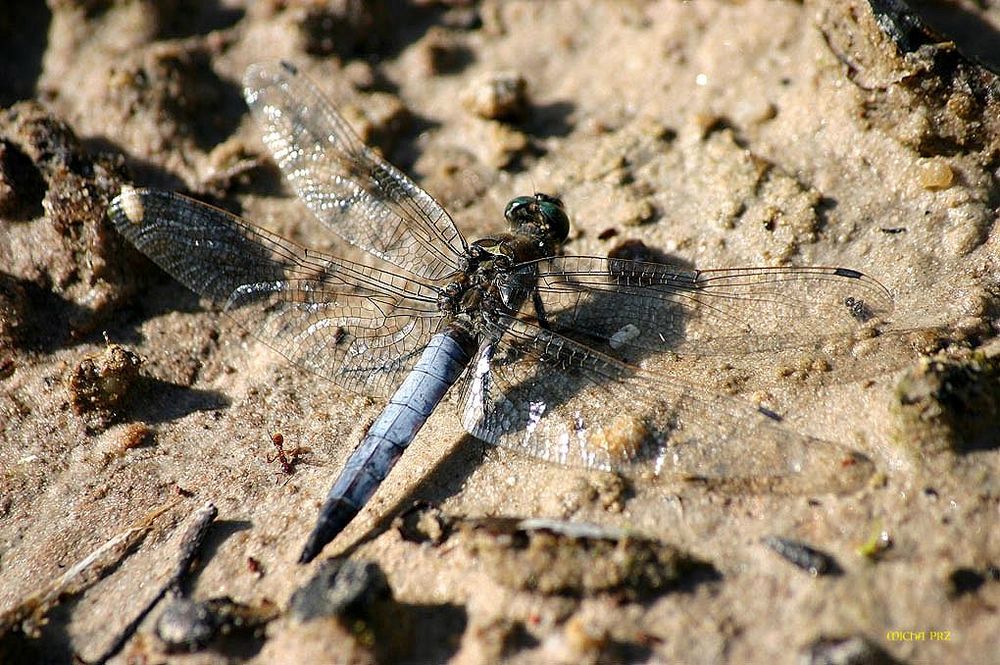 Mini- Helicopter mit Bioantrieb am Teichufer