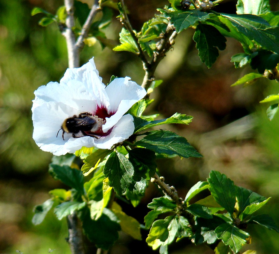 Mini Hibiscus