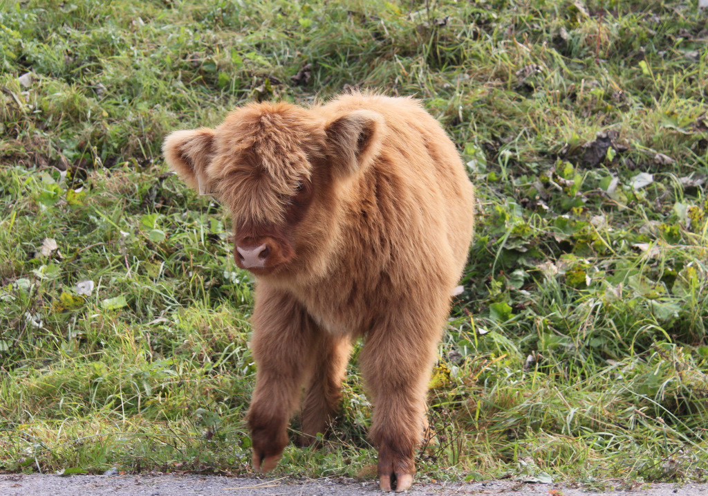 Mini-Highland :-) wir nannten ihn "ALF" ;-))