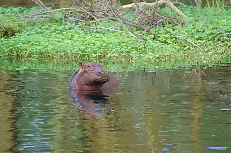 Mini-Hippo im Überlaufbecken