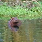 Mini-Hippo im Überlaufbecken