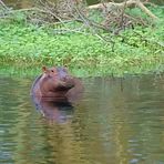 Mini-Hippo im Überlaufbecken