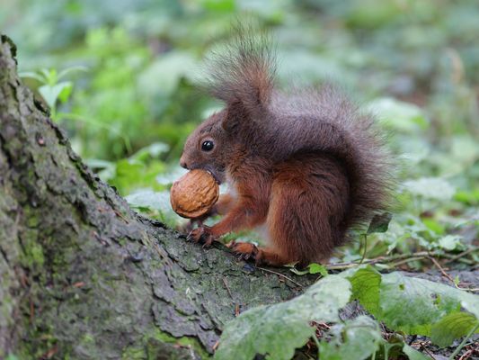 Mini Hörnchen - Maxi Nuss