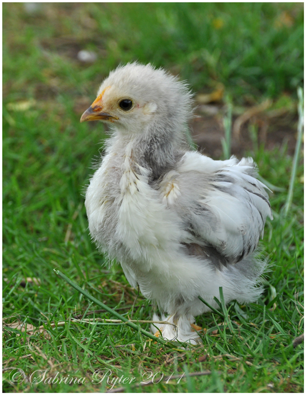 Mini Huhn