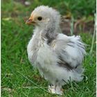 Mini Huhn