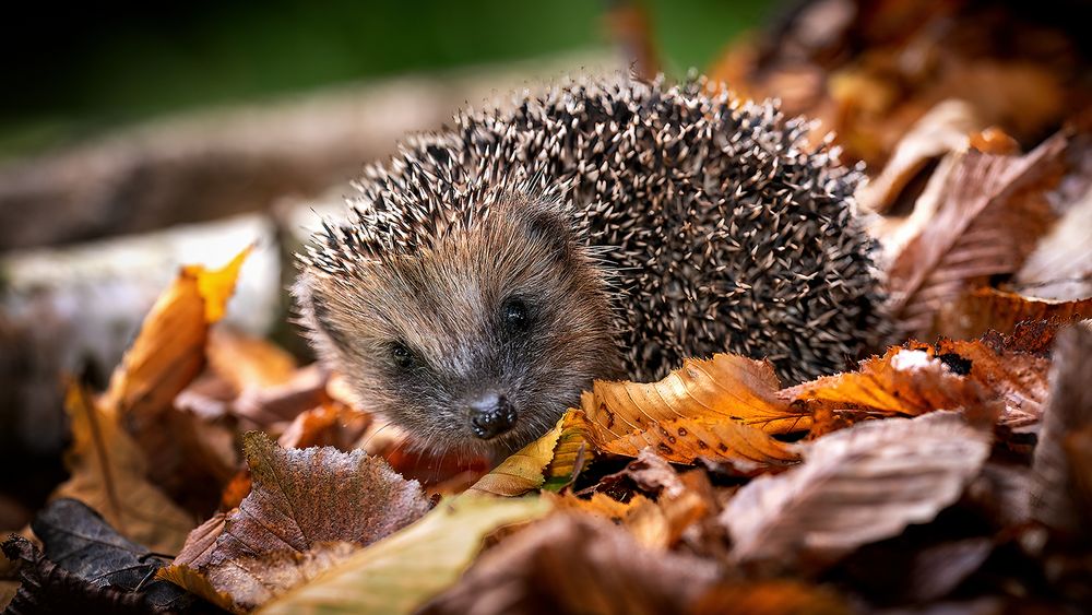 Mini-Igel beim "Laubkuscheln" entdeckt