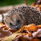 Mini-Igel beim "Laubkuscheln" entdeckt