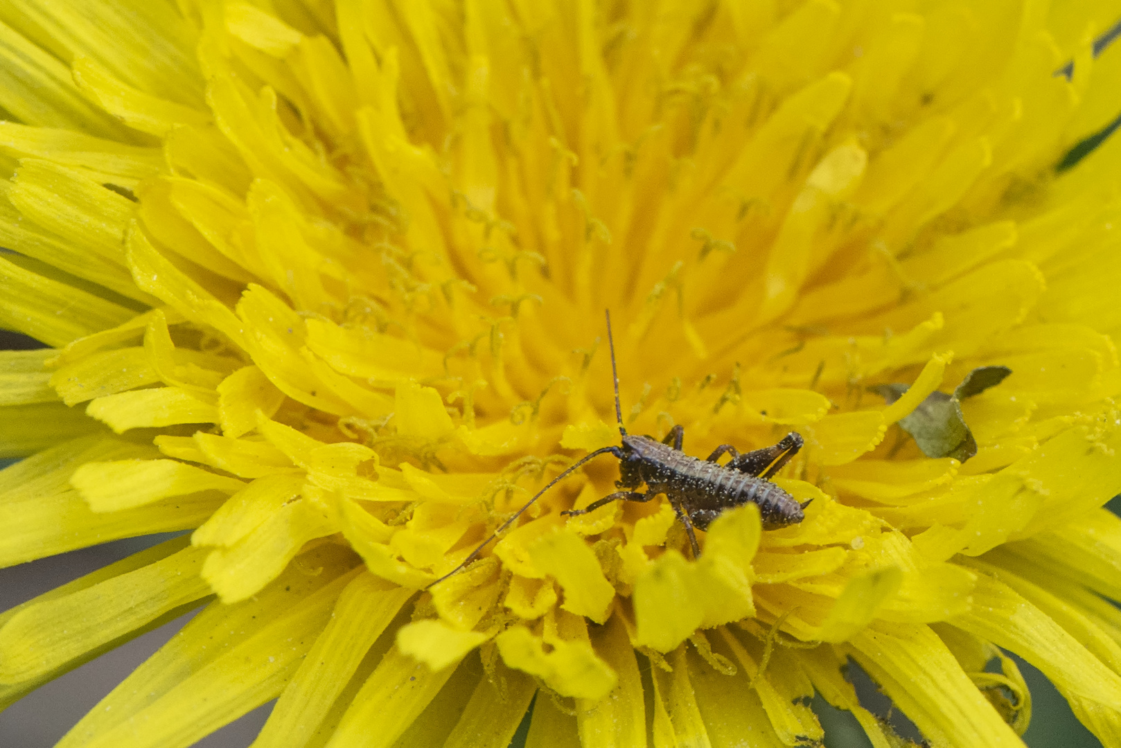 Mini in Löwenzahnblüte